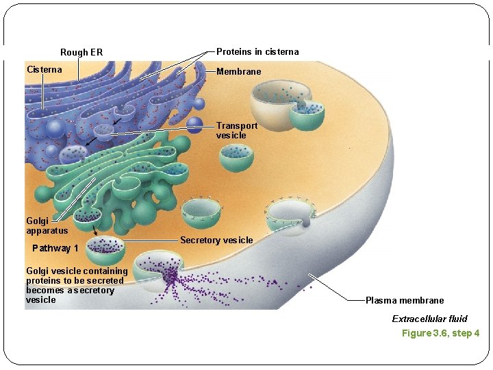 Rough ER Cisterna Proteins in cisterna Membrane Transport vesicle Golgi apparatus Pathway 1 Golgi