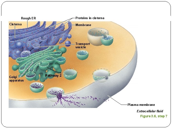 Proteins in cisterna Rough ER Cisterna Membrane Transport vesicle Golgi apparatus Pathway 2 Plasma