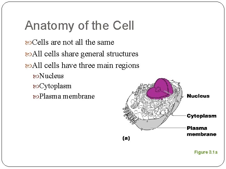 Anatomy of the Cells are not all the same All cells share general structures