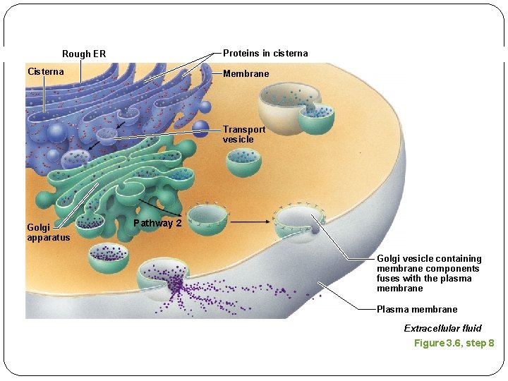 Proteins in cisterna Rough ER Cisterna Membrane Transport vesicle Golgi apparatus Pathway 2 Golgi