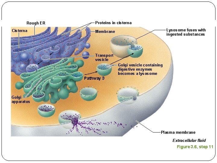 Rough ER Cisterna Proteins in cisterna Lysosome fuses with ingested substances Membrane Transport vesicle