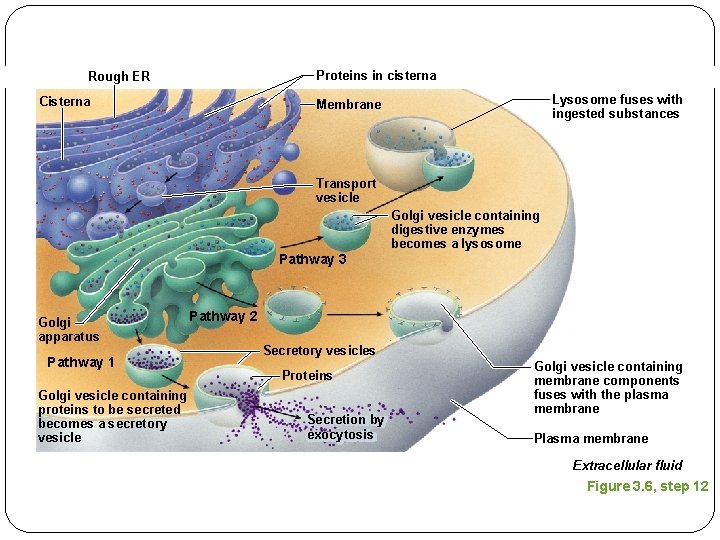 Proteins in cisterna Rough ER Cisterna Lysosome fuses with ingested substances Membrane Transport vesicle