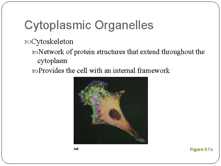 Cytoplasmic Organelles Cytoskeleton Network of protein structures that extend throughout the cytoplasm Provides the