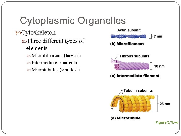 Cytoplasmic Organelles Cytoskeleton Three different types of elements Microfilaments (largest) Intermediate filaments Microtubules (smallest)