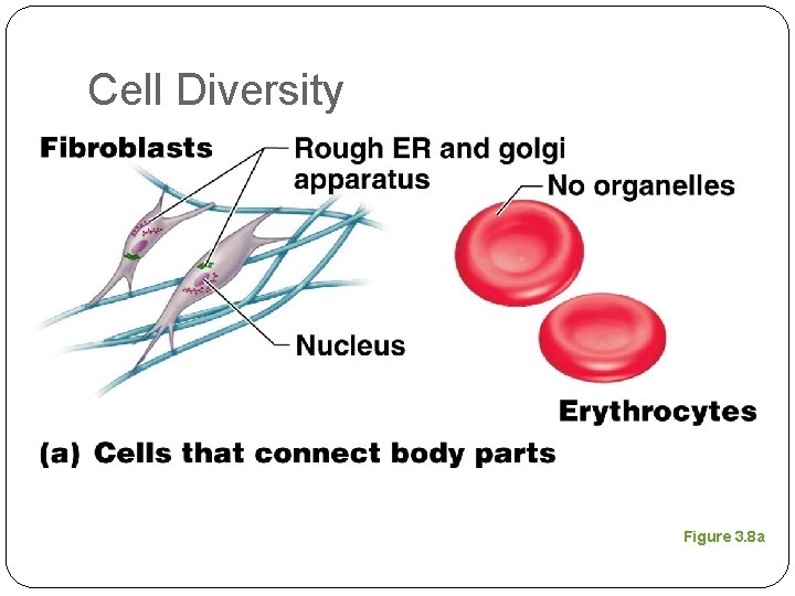 Cell Diversity Figure 3. 8 a 