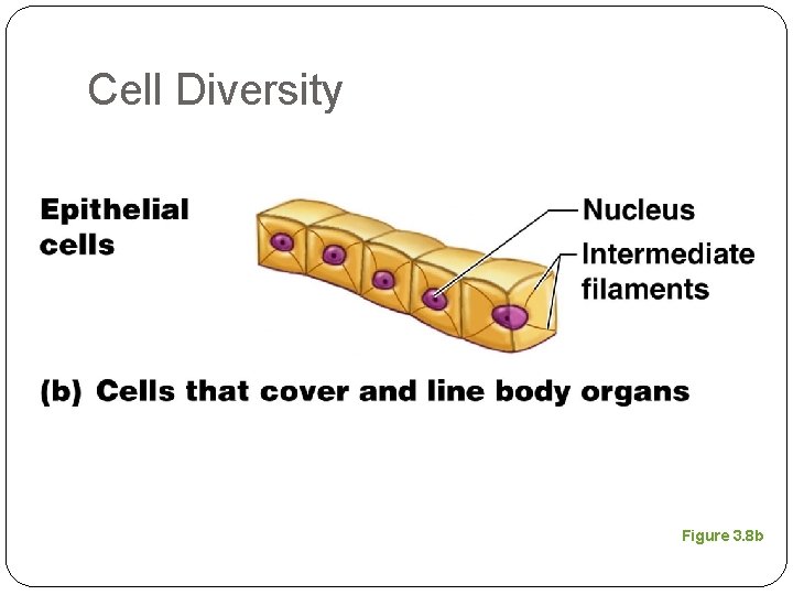 Cell Diversity Figure 3. 8 b 