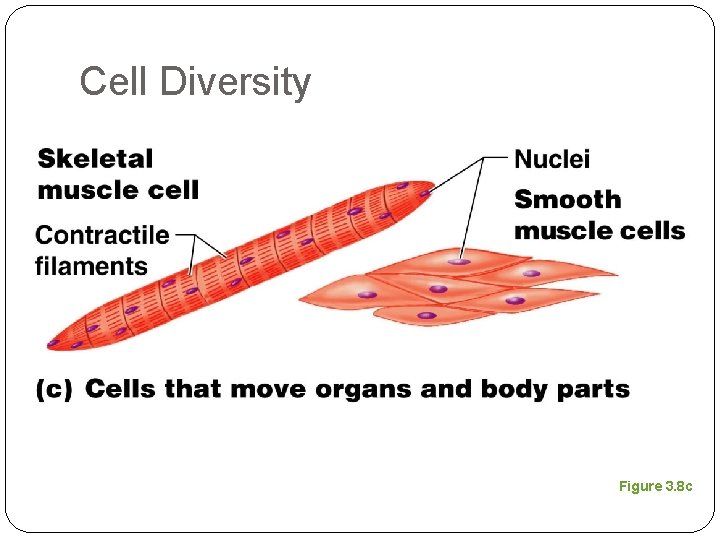 Cell Diversity Figure 3. 8 c 