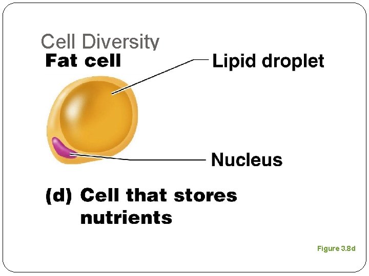 Cell Diversity Figure 3. 8 d 