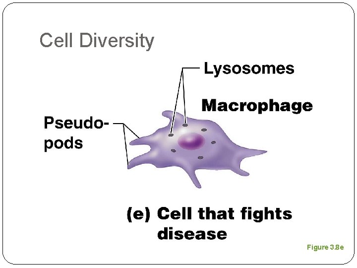 Cell Diversity Figure 3. 8 e 