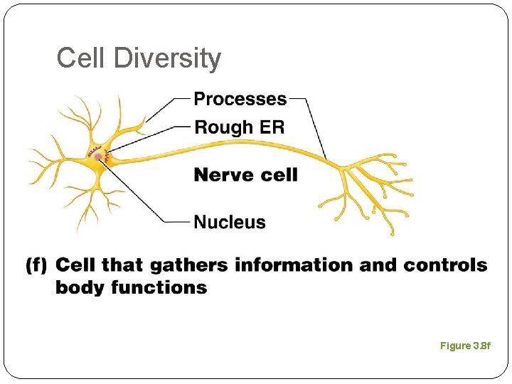 Cell Diversity Figure 3. 8 f 