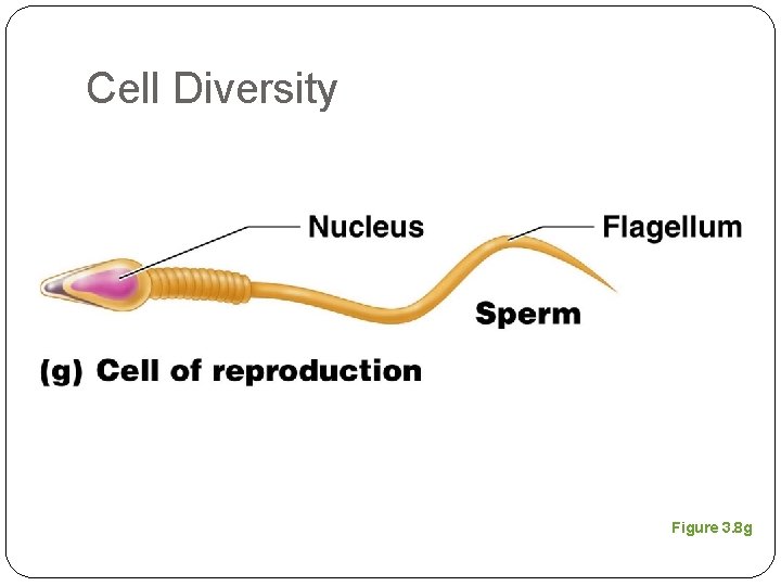 Cell Diversity Figure 3. 8 g 