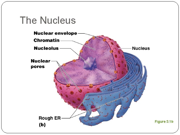 The Nucleus Figure 3. 1 b 