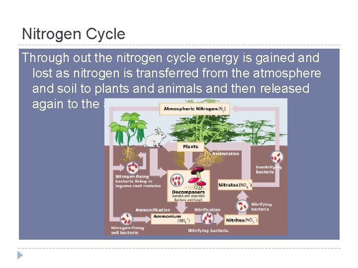 Nitrogen Cycle Through out the nitrogen cycle energy is gained and lost as nitrogen