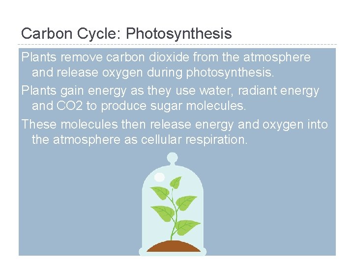Carbon Cycle: Photosynthesis Plants remove carbon dioxide from the atmosphere and release oxygen during