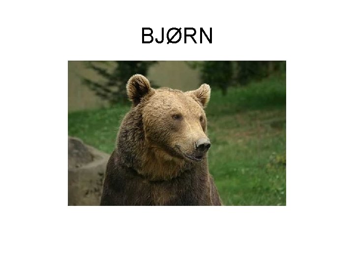 BJØRN 