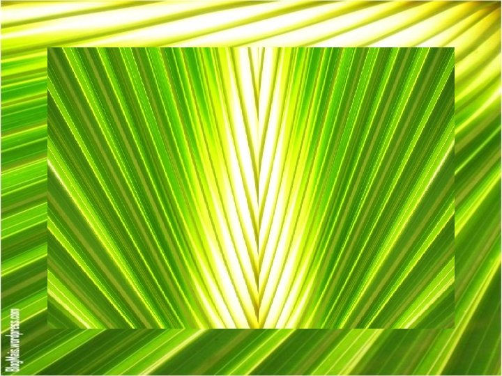 Atualizando Este domingo abre a Semana Santa e nos convida a seguir o caminho Atualizando Este domingo abre a Semana Santa e nos convida a seguir o caminho