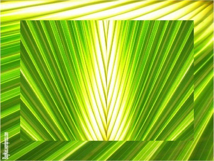 1ª leitura, o Servo do Senhor, com a língua e os ouvidos de discípulo, 1ª leitura, o Servo do Senhor, com a língua e os ouvidos de discípulo,