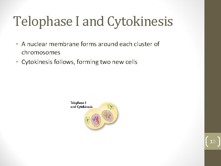 Telophase I and Cytokinesis • A nuclear membrane forms around each cluster of chromosomes