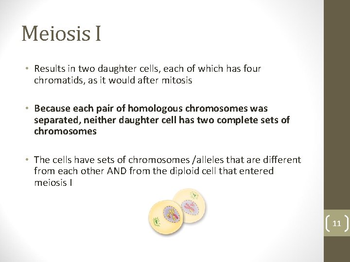 Meiosis I • Results in two daughter cells, each of which has four chromatids,