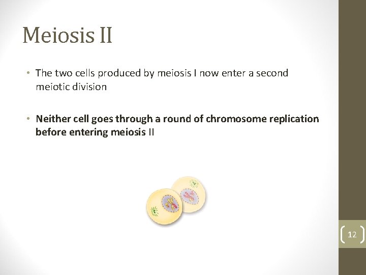 Meiosis II • The two cells produced by meiosis I now enter a second