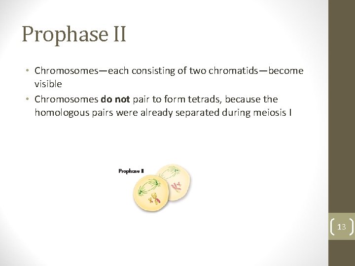 Prophase II • Chromosomes—each consisting of two chromatids—become visible • Chromosomes do not pair