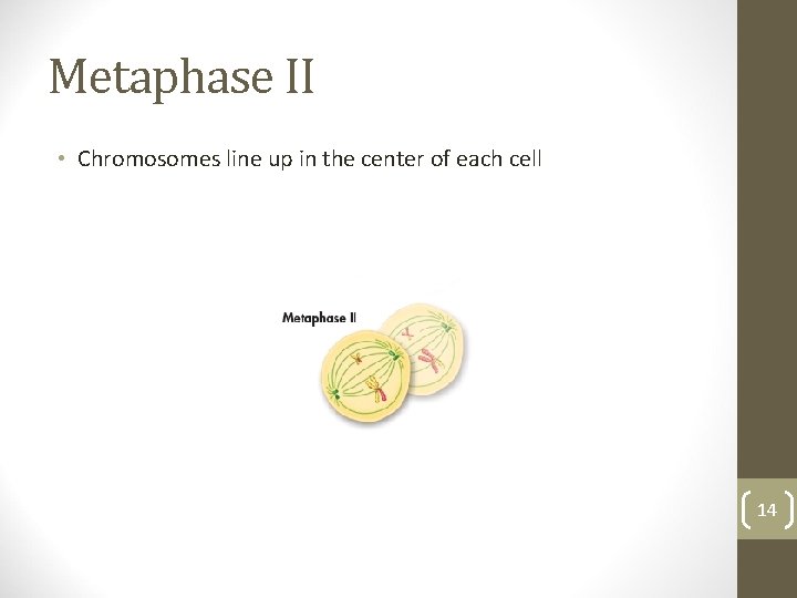 Metaphase II • Chromosomes line up in the center of each cell 14 