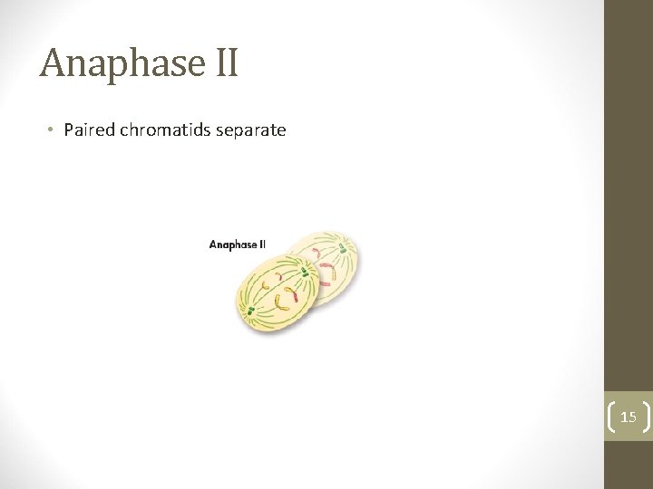 Anaphase II • Paired chromatids separate 15 