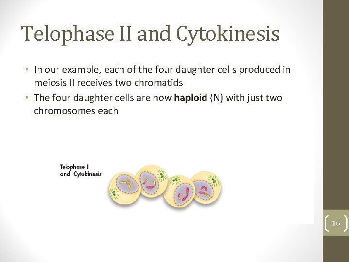 Telophase II and Cytokinesis • In our example, each of the four daughter cells