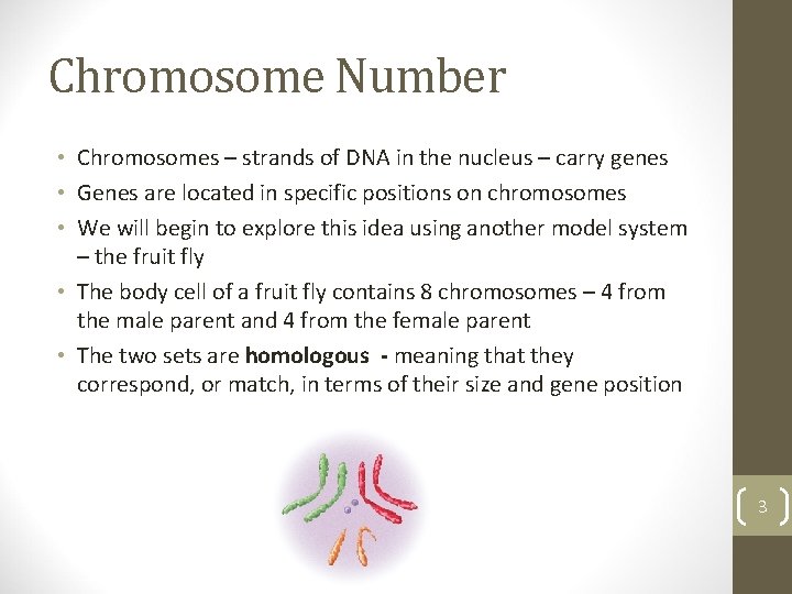 Chromosome Number • Chromosomes – strands of DNA in the nucleus – carry genes