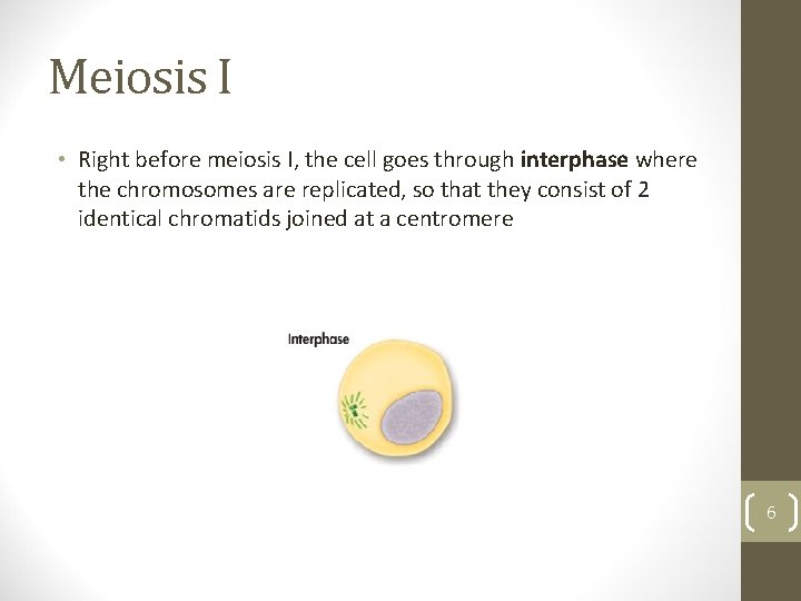 Meiosis I • Right before meiosis I, the cell goes through interphase where the