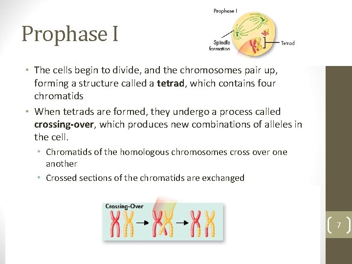 Prophase I • The cells begin to divide, and the chromosomes pair up, forming