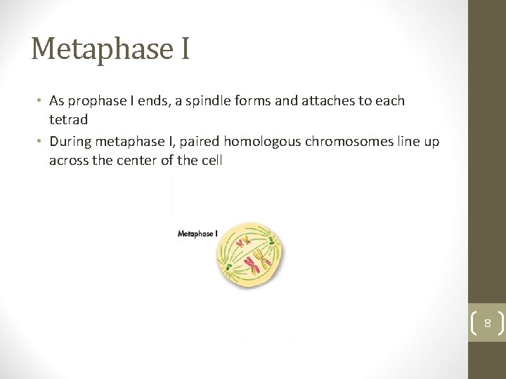 Metaphase I • As prophase I ends, a spindle forms and attaches to each