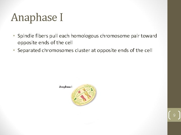 Anaphase I • Spindle fibers pull each homologous chromosome pair toward opposite ends of