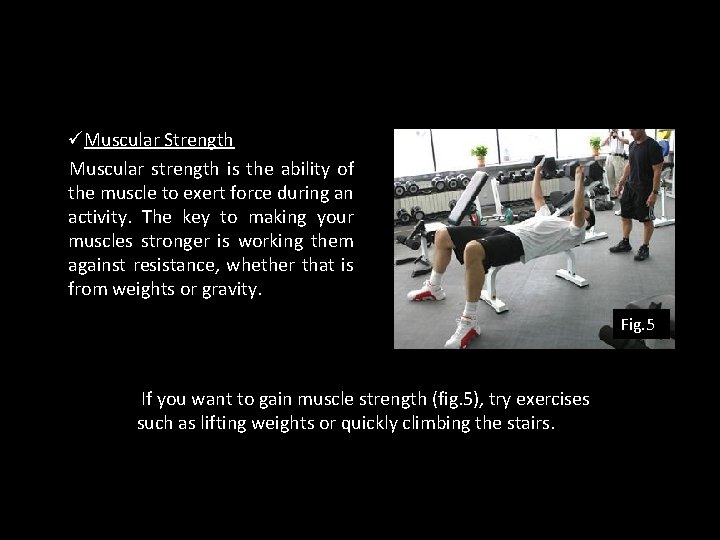 üMuscular Strength Muscular strength is the ability of the muscle to exert force during