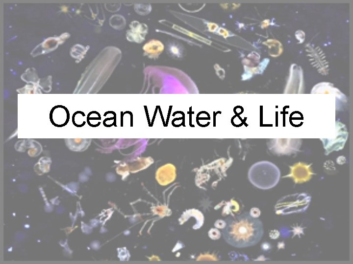 Ocean Water & Life 