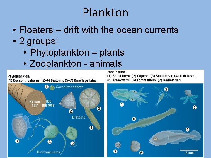 Plankton • Floaters – drift with the ocean currents • 2 groups: • Phytoplankton