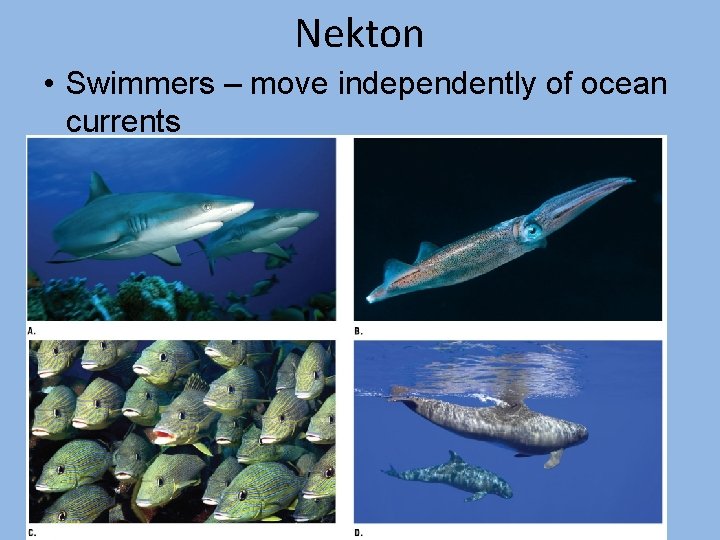 Nekton • Swimmers – move independently of ocean currents 