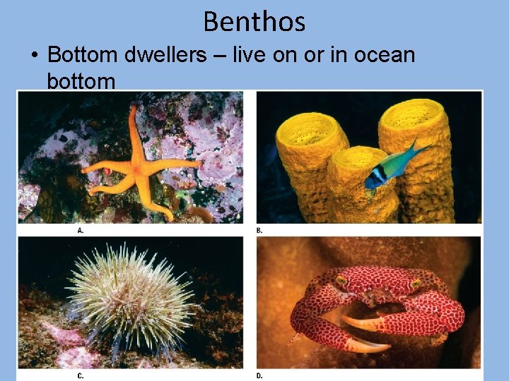 Benthos • Bottom dwellers – live on or in ocean bottom 