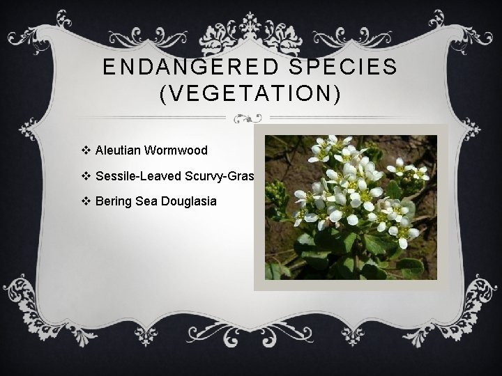 ENDANGERED SPECIES (VEGETATION) v Aleutian Wormwood v Sessile-Leaved Scurvy-Grass v Bering Sea Douglasia 