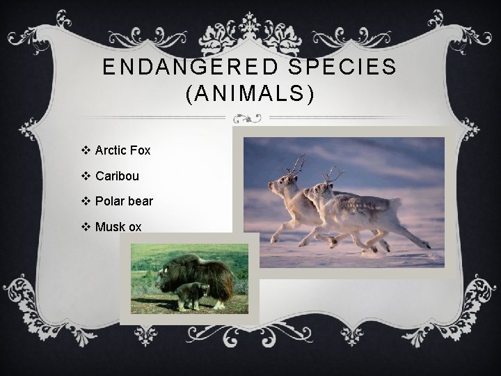 ENDANGERED SPECIES (ANIMALS) v Arctic Fox v Caribou v Polar bear v Musk ox