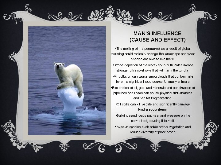 MAN’S INFLUENCE (CAUSE AND EFFECT) • The melting of the permafrost as a result