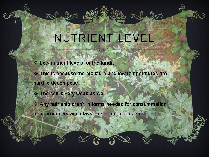 NUTRIENT LEVEL v Low nutrient levels for the tundra v This is because the