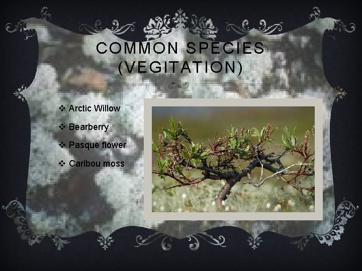 COMMON SPECIES (VEGITATION) v Arctic Willow v Bearberry v Pasque flower v Caribou moss