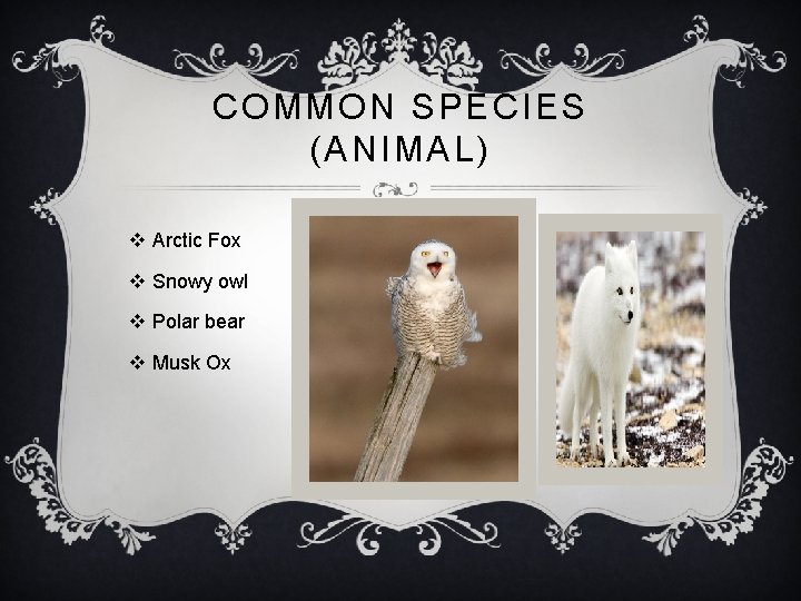 COMMON SPECIES (ANIMAL) v Arctic Fox v Snowy owl v Polar bear v Musk