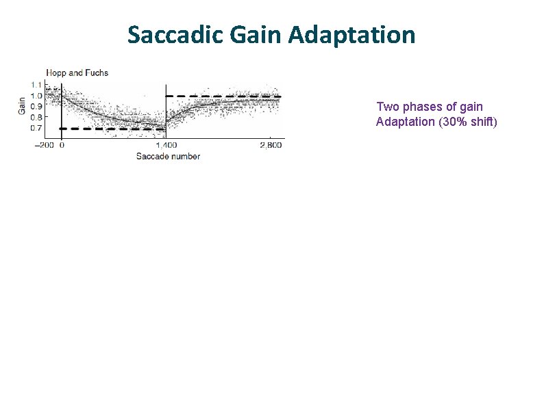 Saccadic Gain Adaptation Two phases of gain Adaptation (30% shift) Maintained perturbation leads to