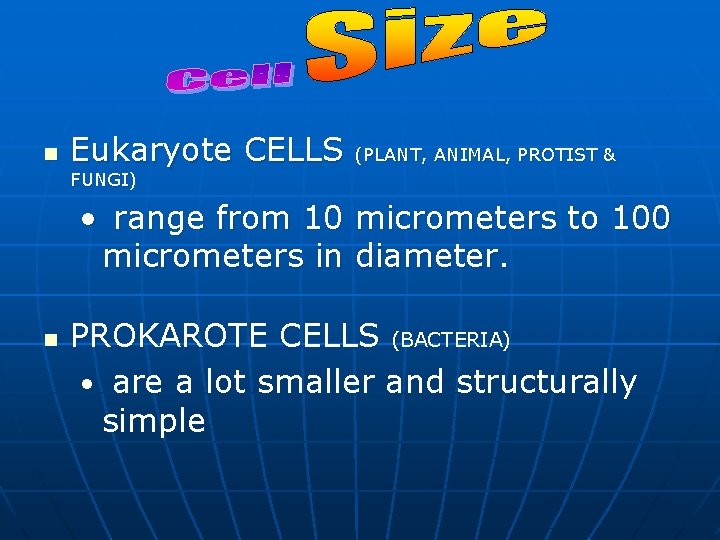 n Eukaryote CELLS (PLANT, ANIMAL, PROTIST & FUNGI) • range from 10 micrometers to