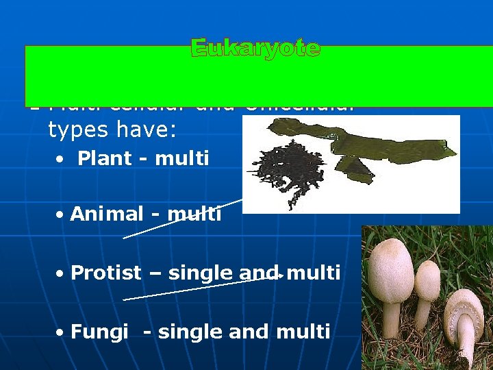 n Multi cellular and Unicellular types have: • Plant - multi • Animal -