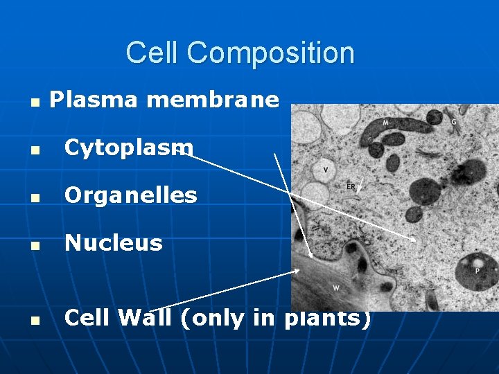Cell Composition n Plasma membrane n Cytoplasm n Organelles n Nucleus n Cell Wall