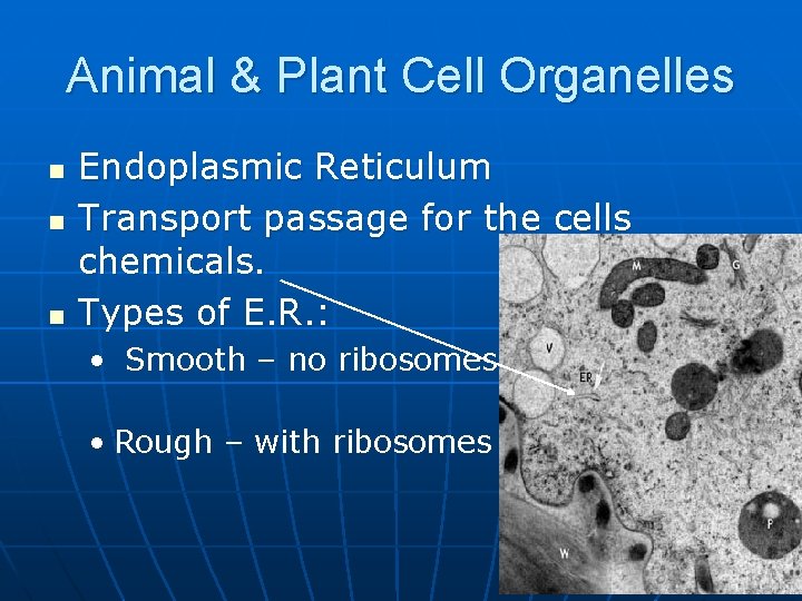Animal & Plant Cell Organelles n n n Endoplasmic Reticulum Transport passage for the