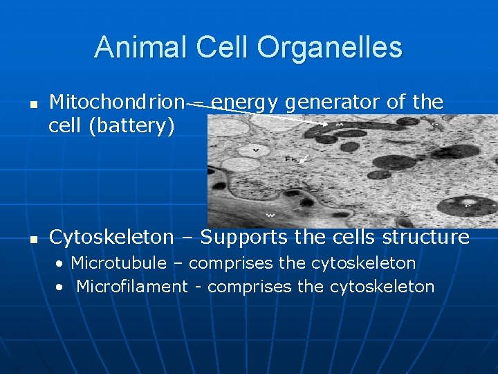 Animal Cell Organelles n n Mitochondrion – energy generator of the cell (battery) Cytoskeleton